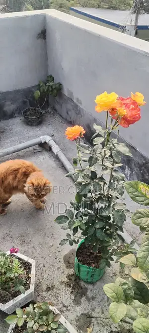 পার্সিয়ান বিড়াল