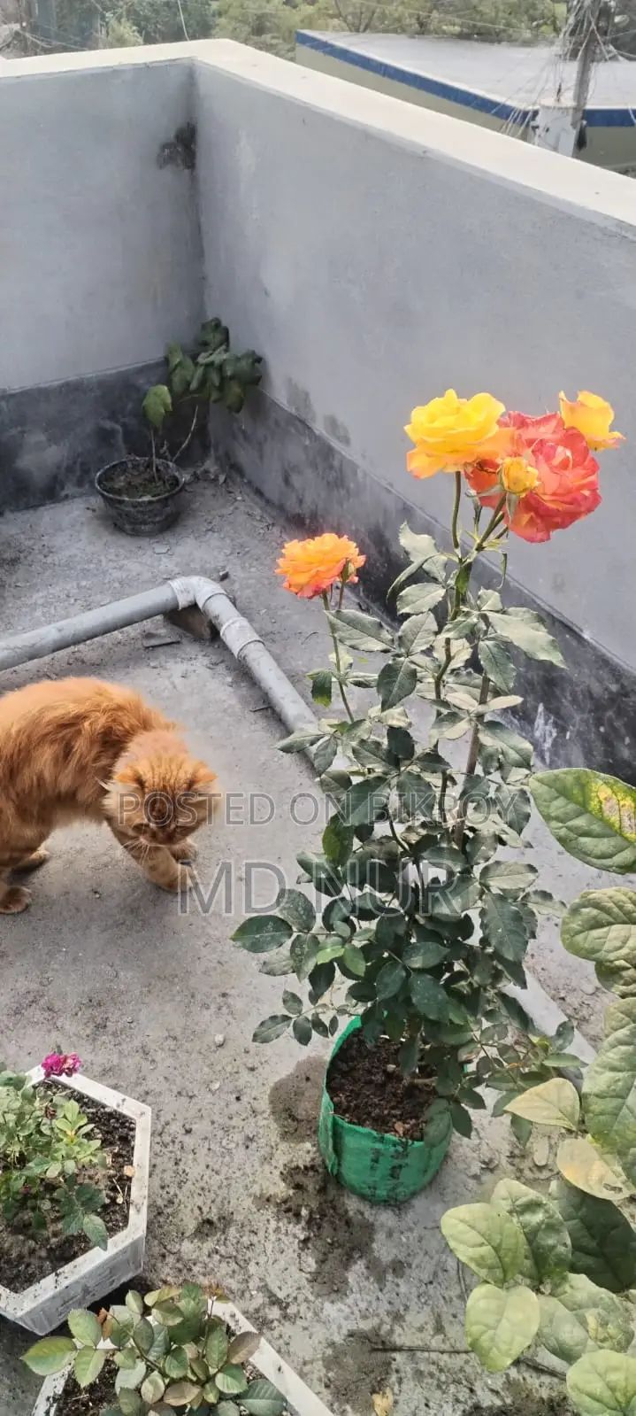 পার্সিয়ান বিড়াল
