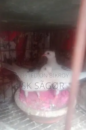 চুঁইঠাল কালদম