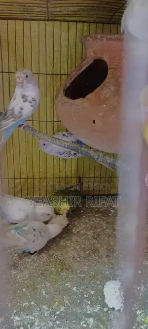 Adult Budgie Birds for Sale