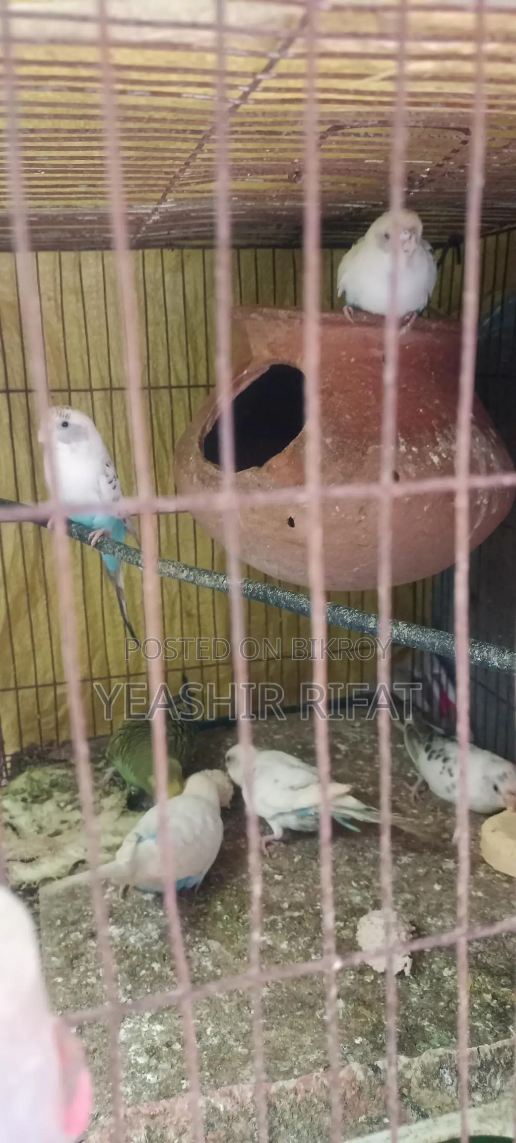 Adult Budgie Birds for Sale