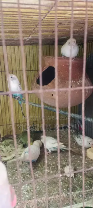 Adult Budgie Birds for Sale