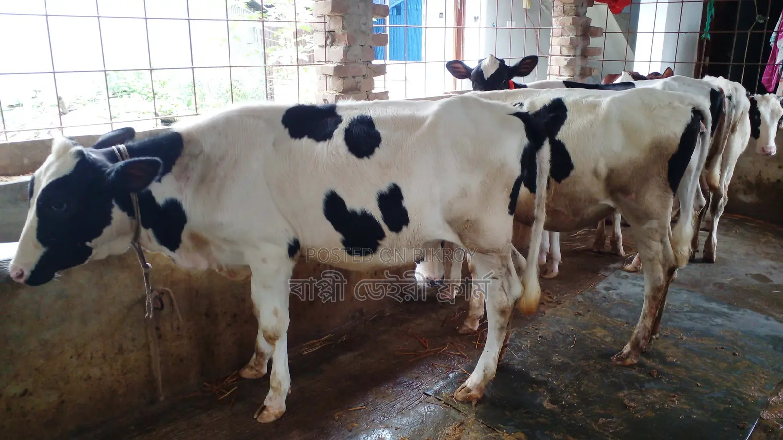 1053 No. 5 Heifer Calves for Sale.