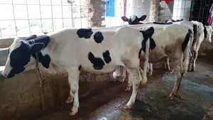 1053 No. 5 Heifer Calves for Sale.