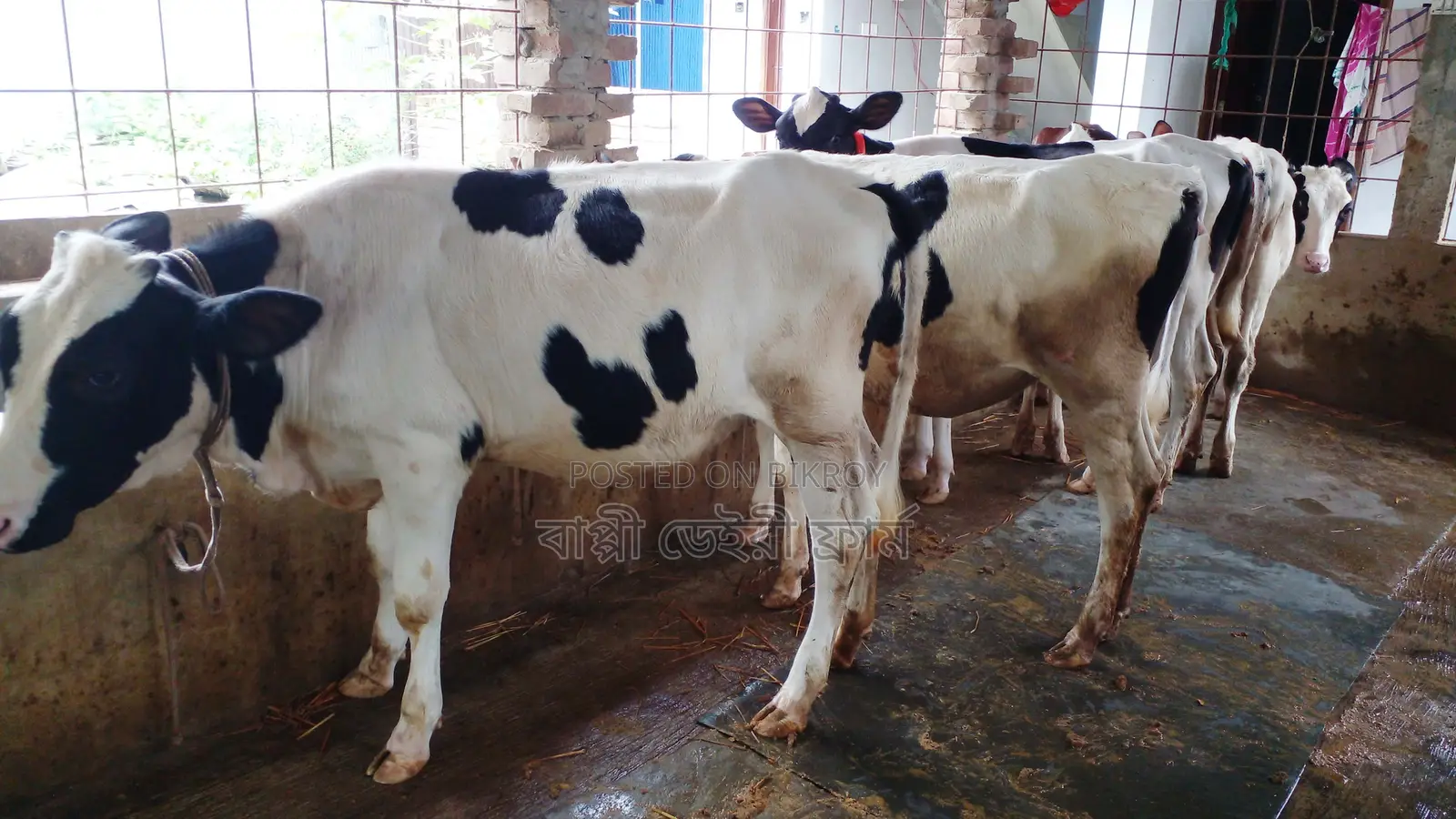 1053 No. 5 Heifer Calves for Sale.