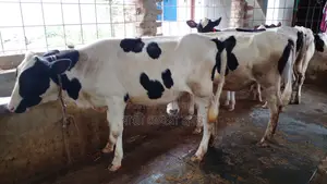 1053 No. 5 Heifer Calves for Sale.