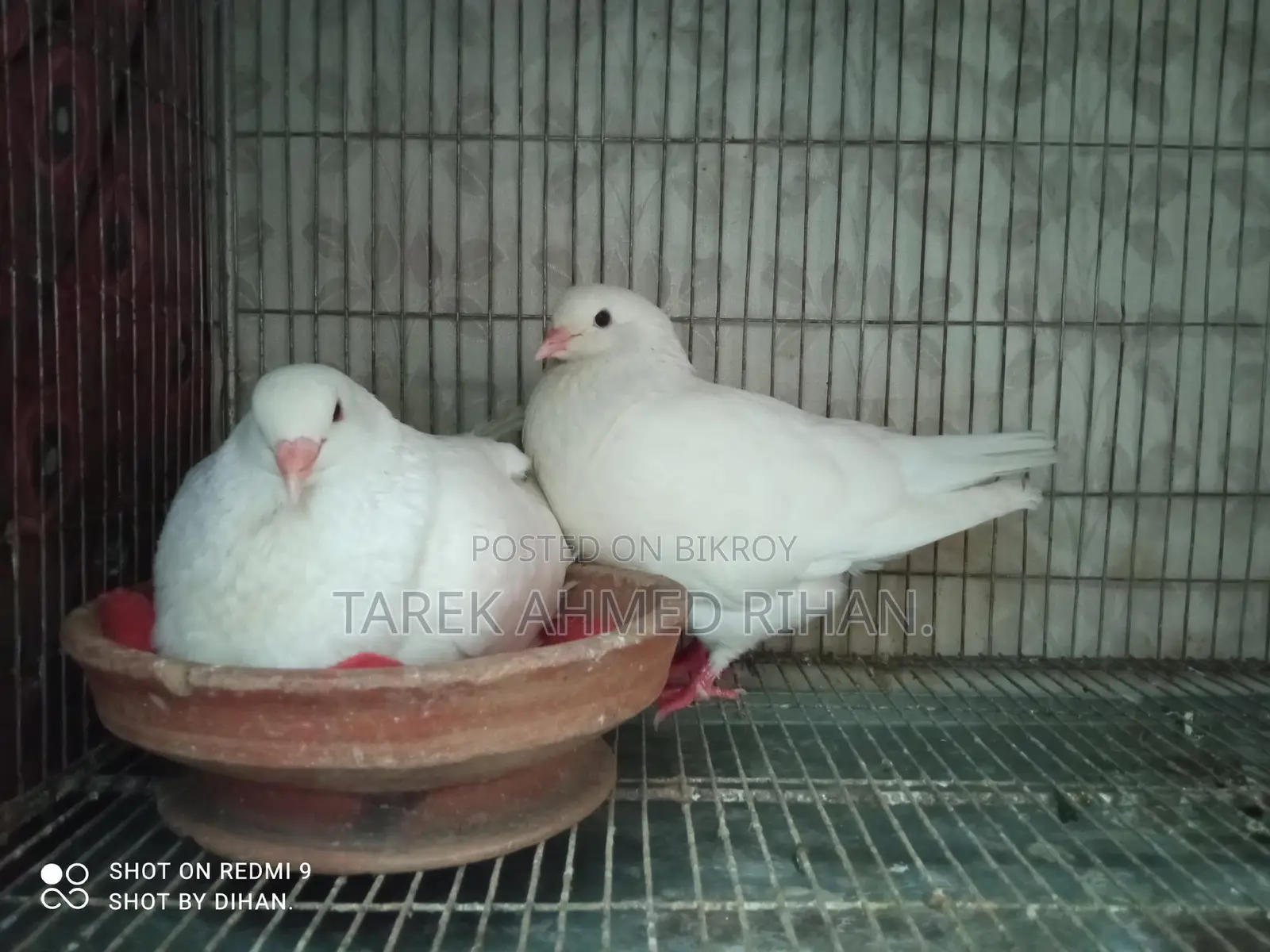 ফেন্সি কবুতর