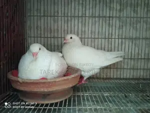 ফেন্সি কবুতর
