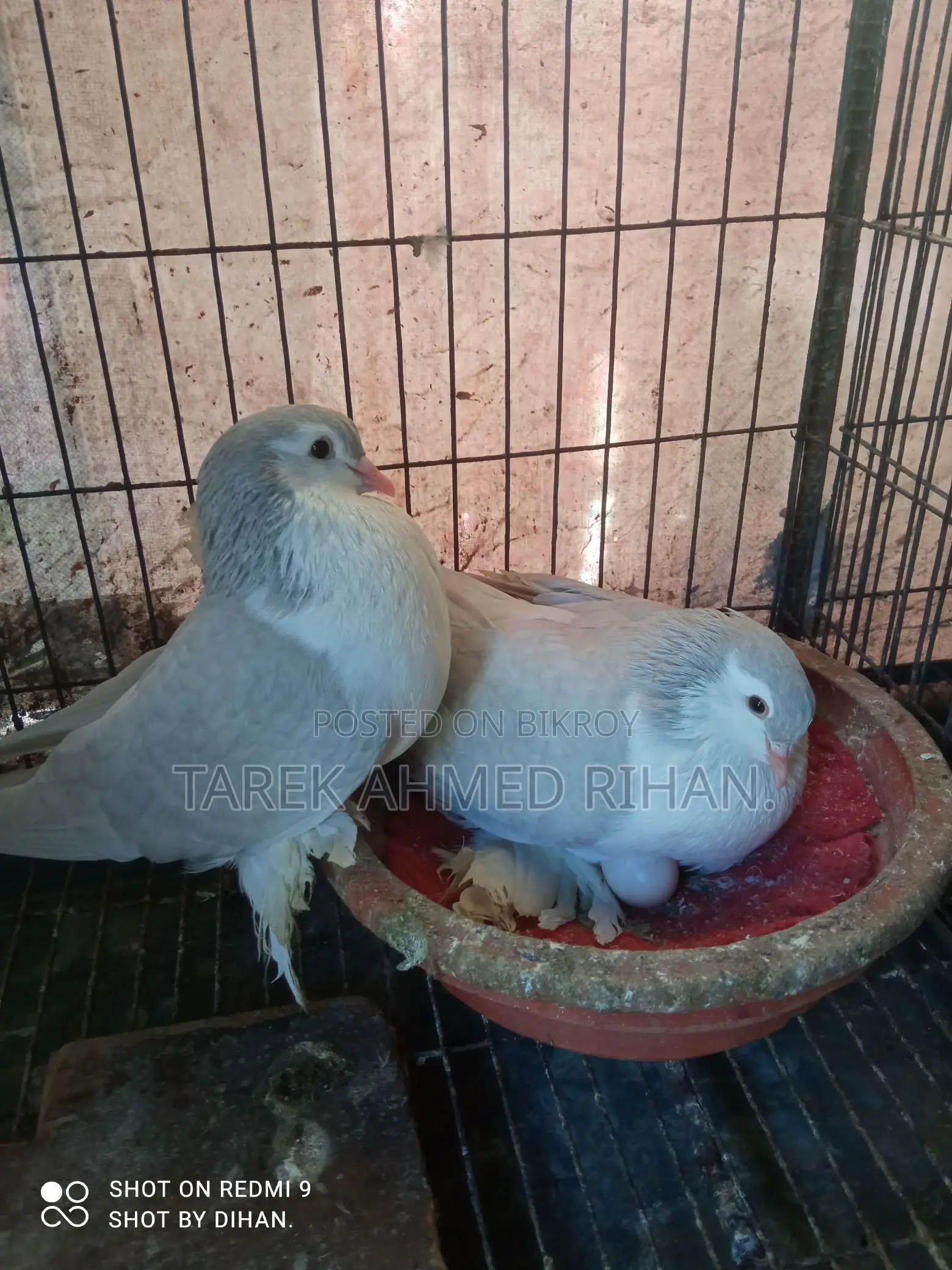 ফেন্সি কবুতর
