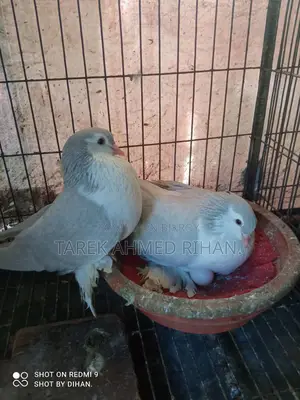 ফেন্সি কবুতর