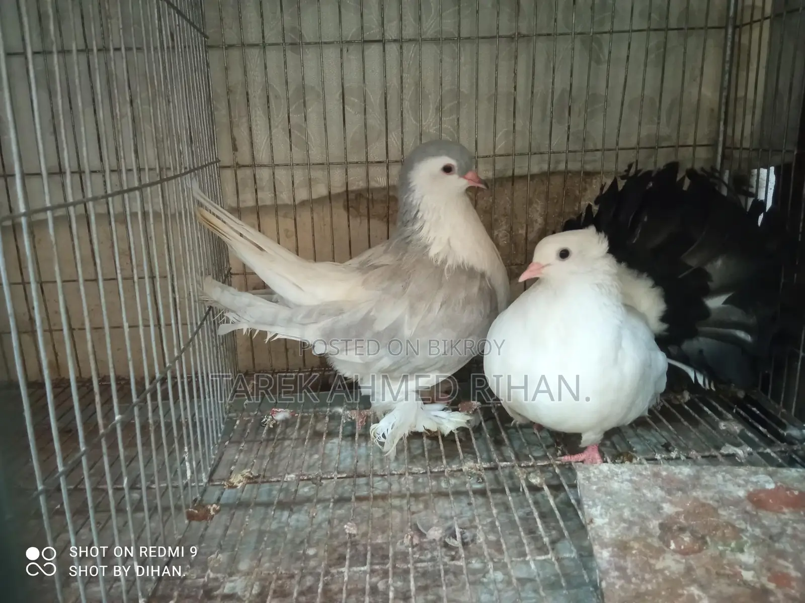 ফেন্সি কবুতর