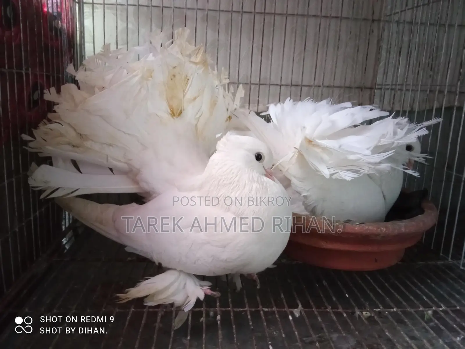 ফেন্সি কবুতর