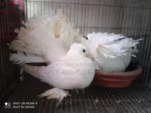 ফেন্সি কবুতর