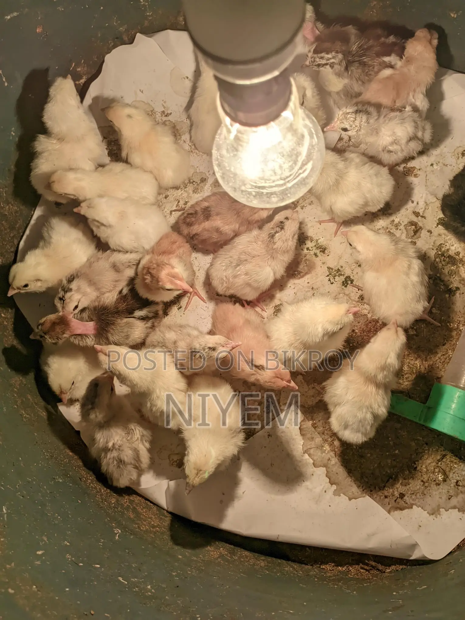 Local Chicken Chicks