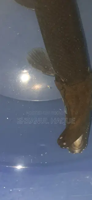 Alligator Gar