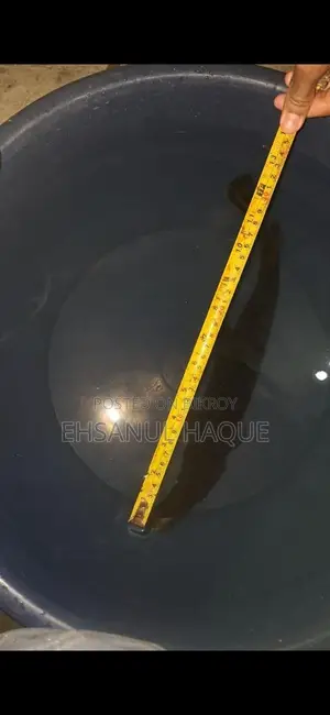 Alligator Gar