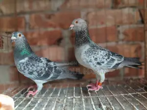 Running Tiger Beauty, Milli Racer Pair