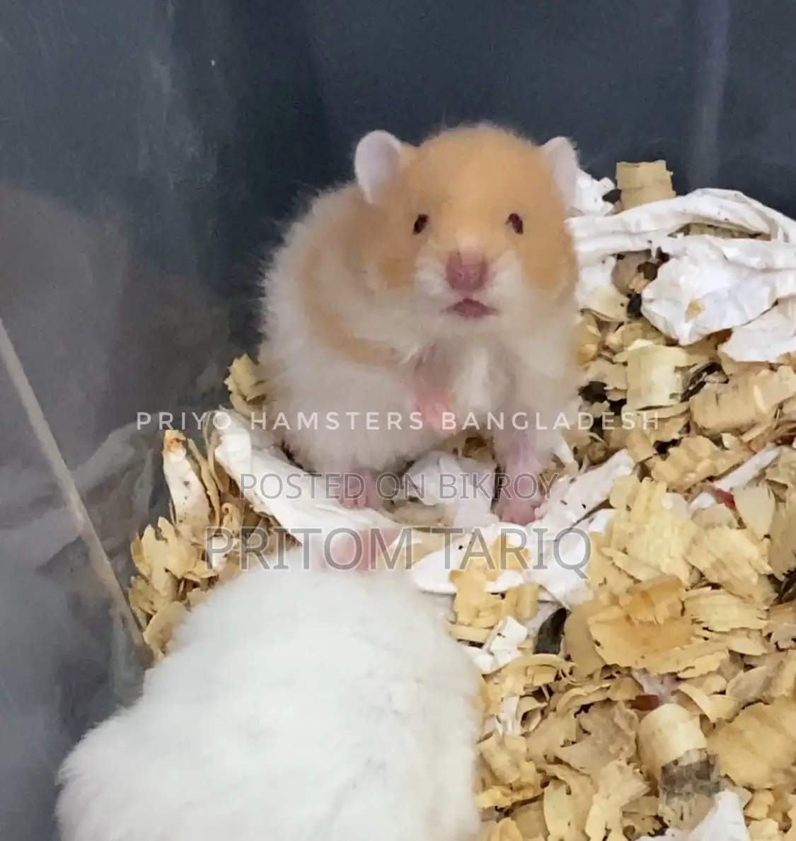 Hamster