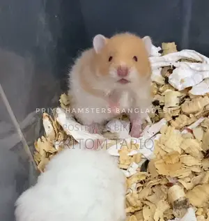 Hamster