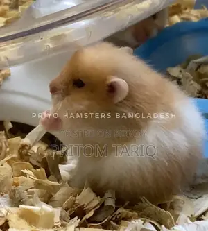 Hamster