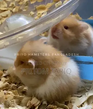 Hamster