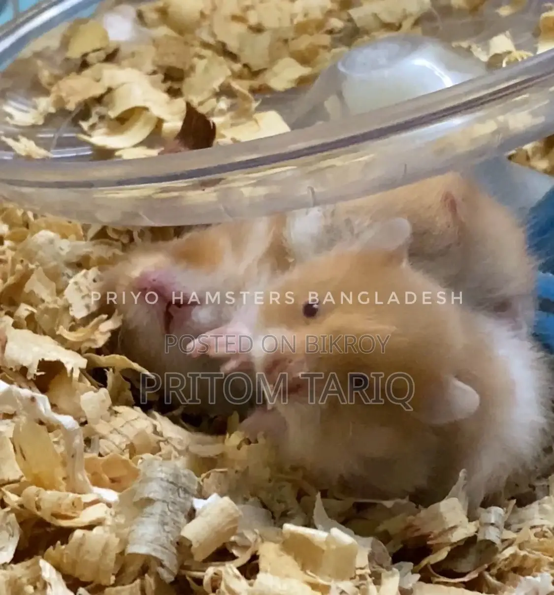 Hamster