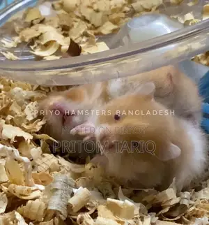 Hamster