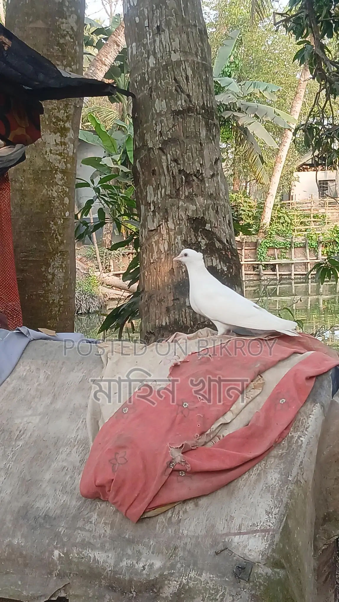 Pigeon