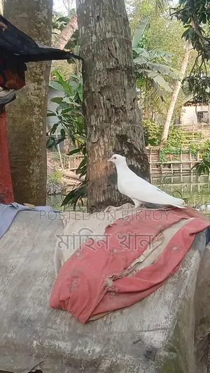 Pigeon