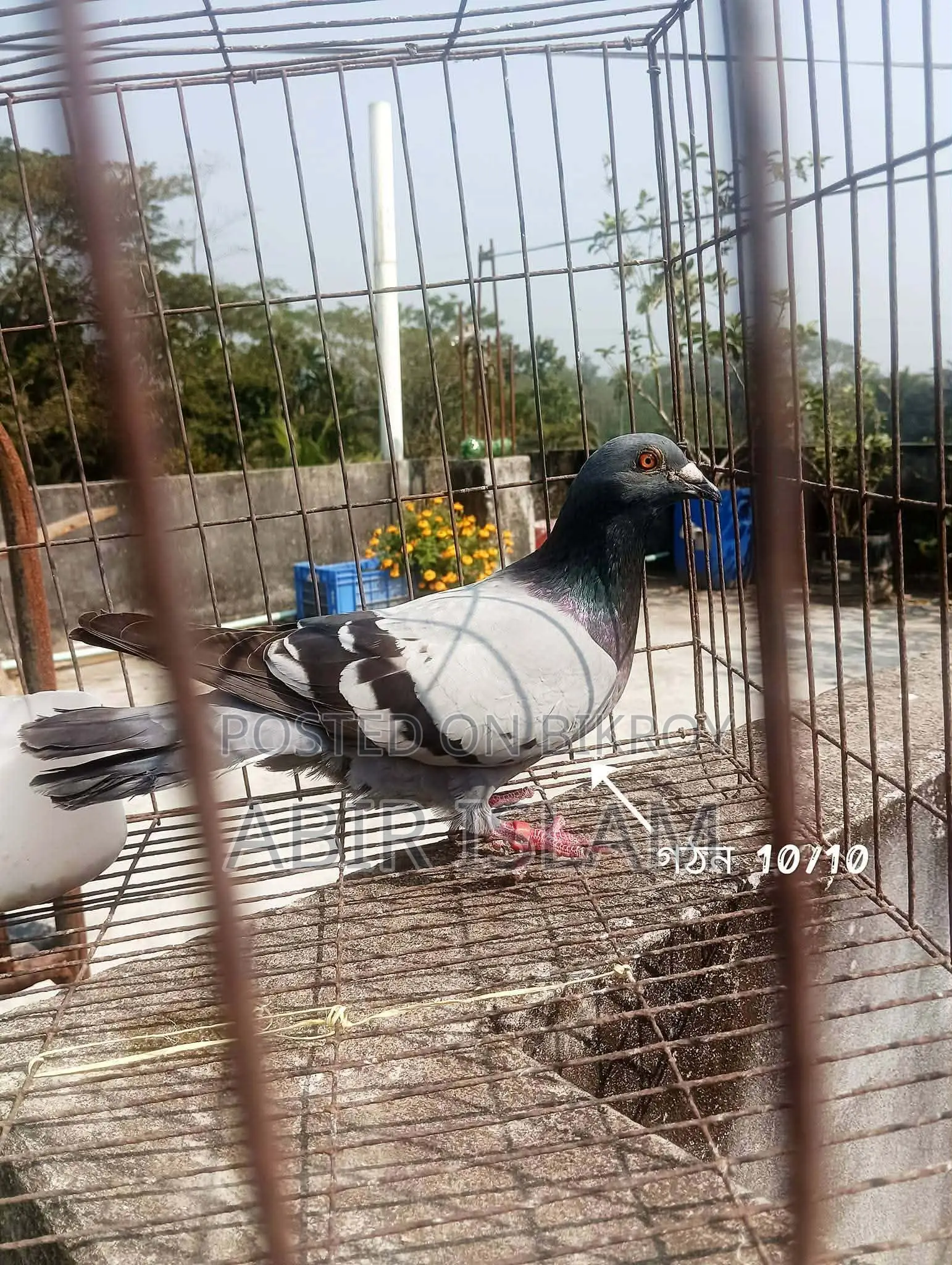 Good Bloodline Racer Pigeons