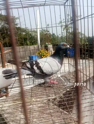Good Bloodline Racer Pigeons