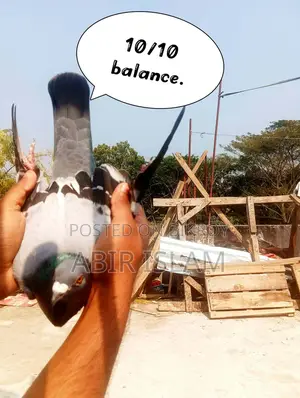 Good Bloodline Racer Pigeons