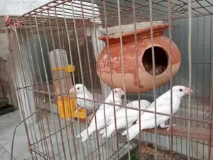 White Java Birds