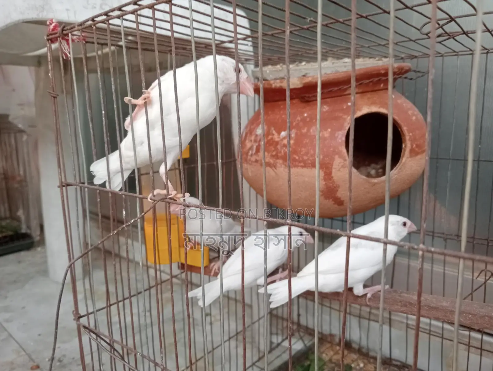 White Java Birds