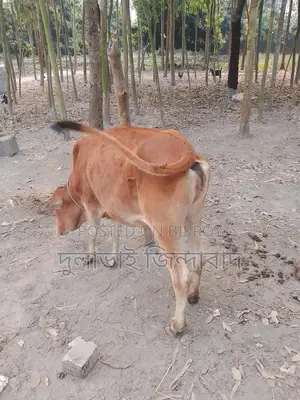 মেয়ে গরু