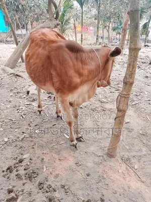 মেয়ে গরু