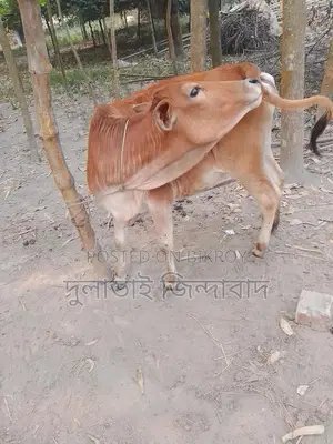মেয়ে গরু