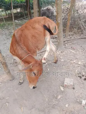 মেয়ে গরু