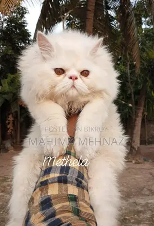 Traditional Persian Male Cat