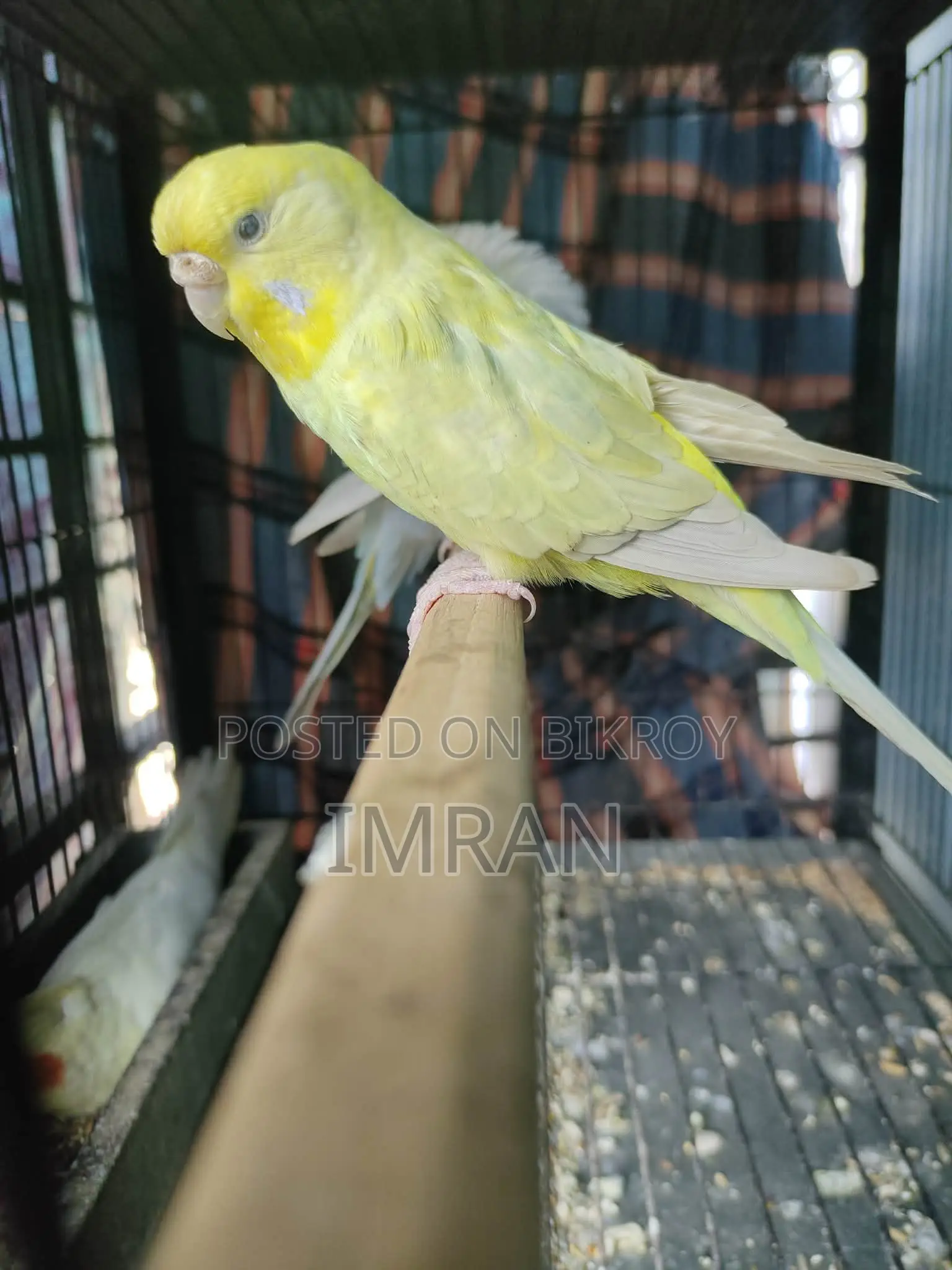 ব্যাংলিশ ডাইলুট