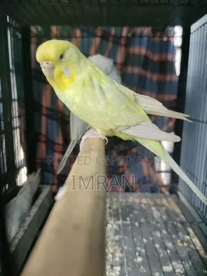 ব্যাংলিশ ডাইলুট