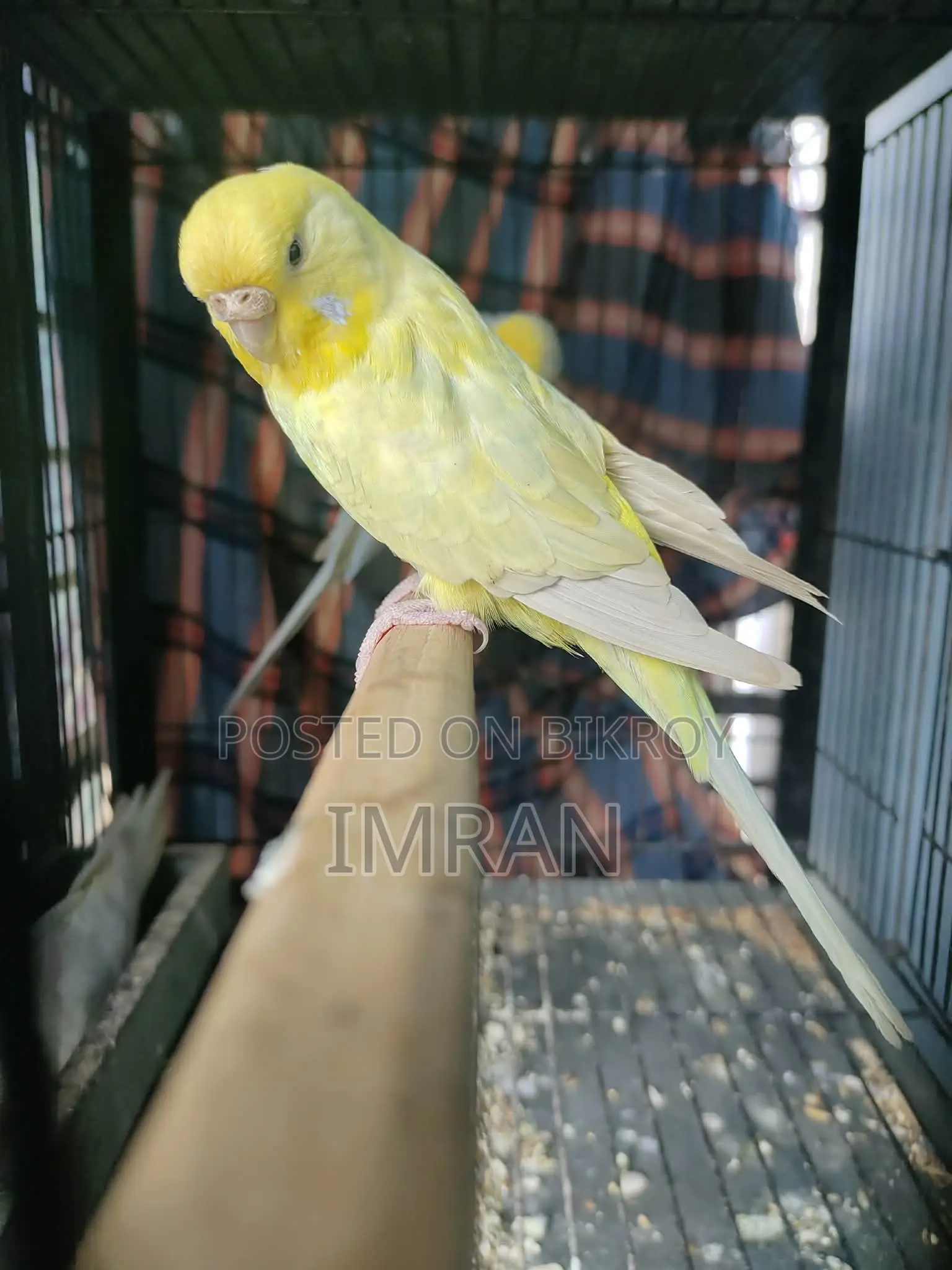 ব্যাংলিশ ডাইলুট