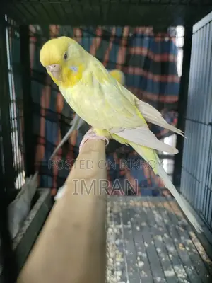 ব্যাংলিশ ডাইলুট