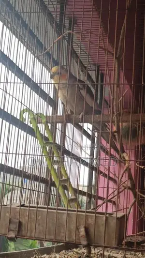 Male Cockatiel Bird for Sale