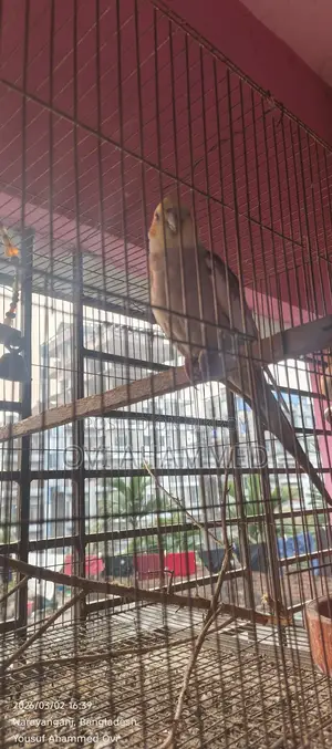 Male Cockatiel Bird for Sale