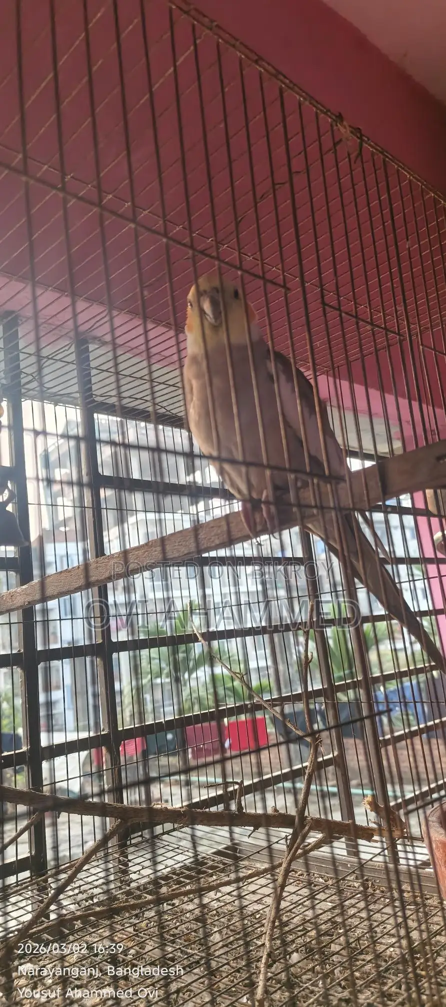 Male Cockatiel Bird for Sale