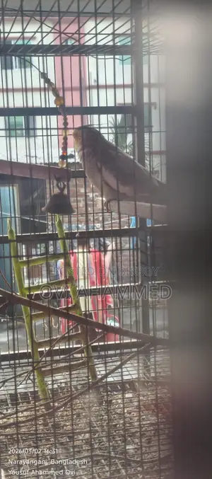 Male Cockatiel Bird for Sale