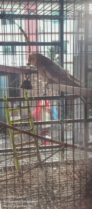Male Cockatiel Bird for Sale