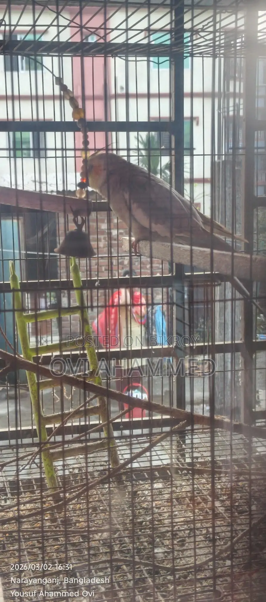 Male Cockatiel Bird for Sale