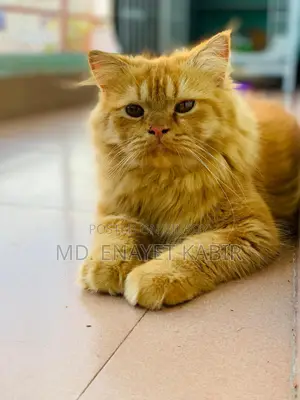 Pure Persian Ginger Male Cat